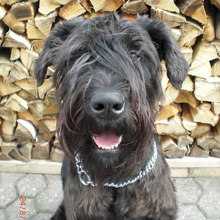 公寓 Erhol Dich Gut 迭斯