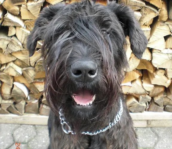 דירה Erhol Dich Gut דיאז